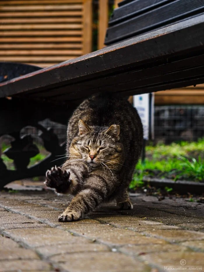 Why Zelenogradsk is called the city of cats - My, Kaliningrad region, Animals, City walk, sights, Zelenogradsk, Street photography, Longpost