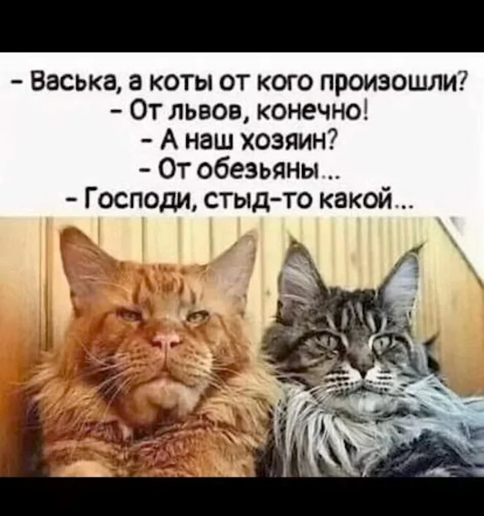 Коты то верят, а на какой стороне ты?) - Мемы, Мемные питомцы, Смех (реакция), Смешные животные, Забавное, Неожиданно, Реакция, Юмор, Анекдот, Веселье, Картинка с текстом, Кот