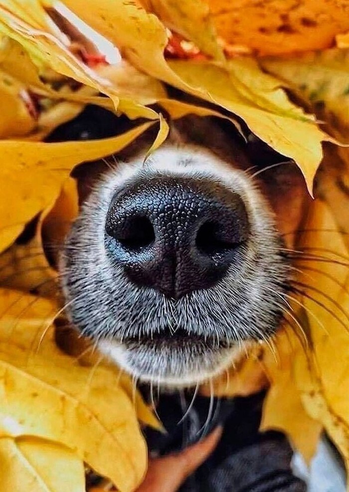 О бродячих собаках