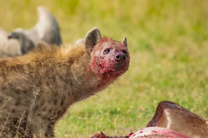 There is remorse in his gaze for what he did. - Hyena, Spotted Hyena, Predatory animals, Wild animals, wildlife, Reserves and sanctuaries, Masai Mara, Africa, The photo, Mining, Carcass, Blood