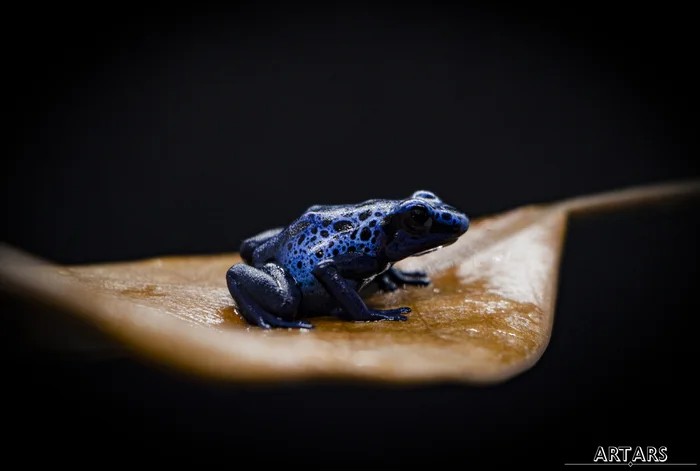 Dendrobates tinctorius Azureus | Голубой древолаз - Моё, Фотография, Планета Земля, Террариумистика, Животные, Познавательно, Лягушки, Редкий вид, Длиннопост