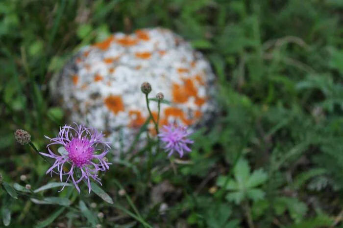 Meadow cornflower - My, The photo, Nature, Plants, Flowers, Wildflowers, Bloom, Macro photography