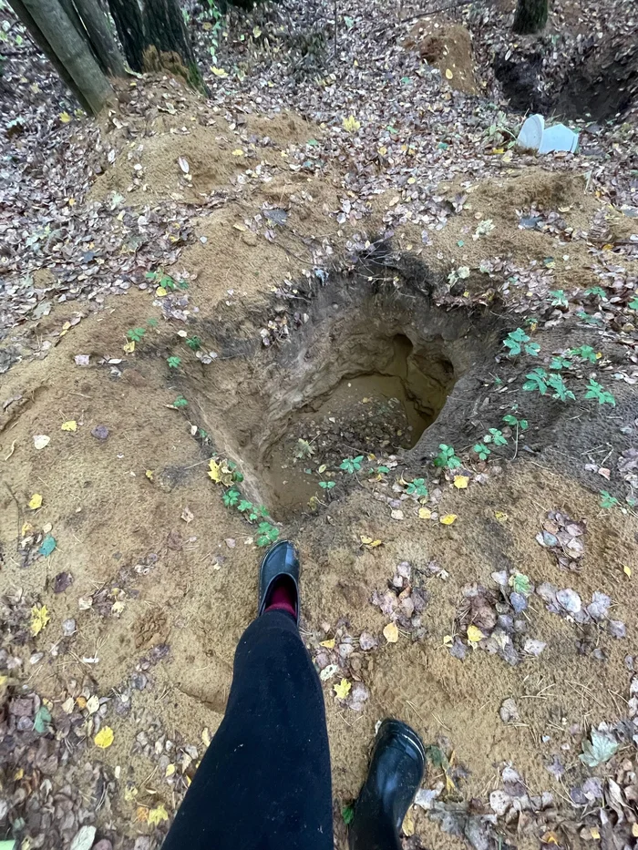 I found giant holes in the forest, as tall as a man. I'm trying to figure out what they could be. - My, Mystery, Forest, Hobby, Leisure, Tourism, Treasure hunt, Hunting, Pit, Longpost