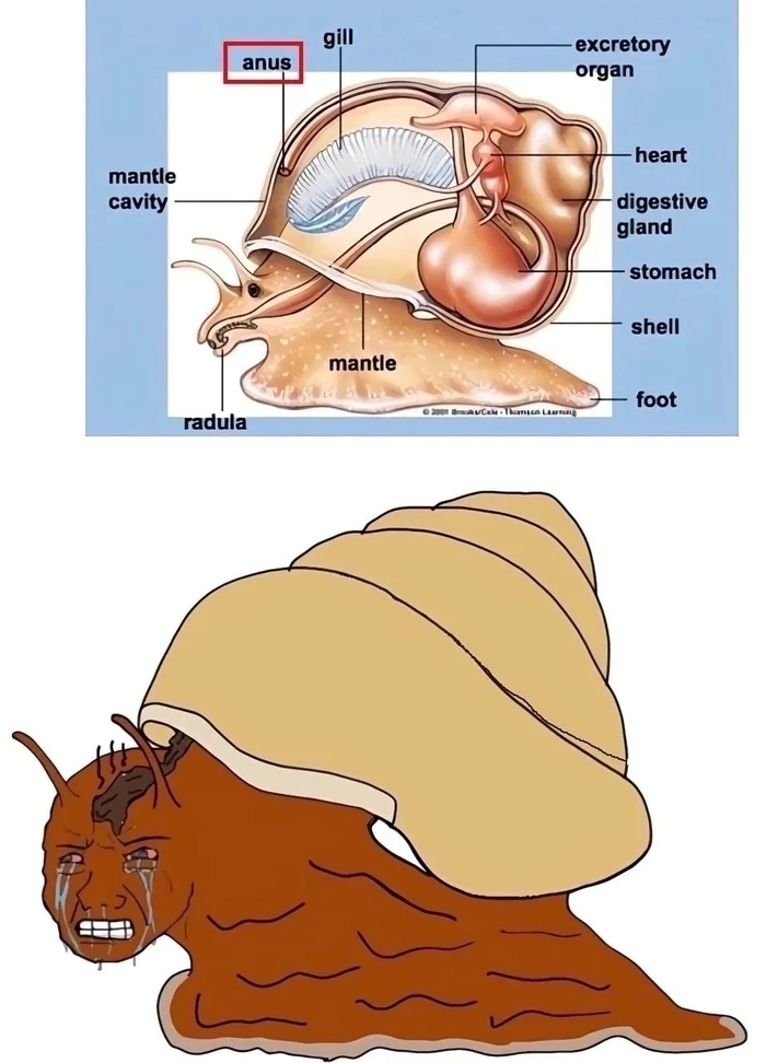 Nature, you treacherous b*tch - Memes, Humor, Snail, Defecation, Toilet humor, Nature, Carapace, Anatomy, Anus, Without translation