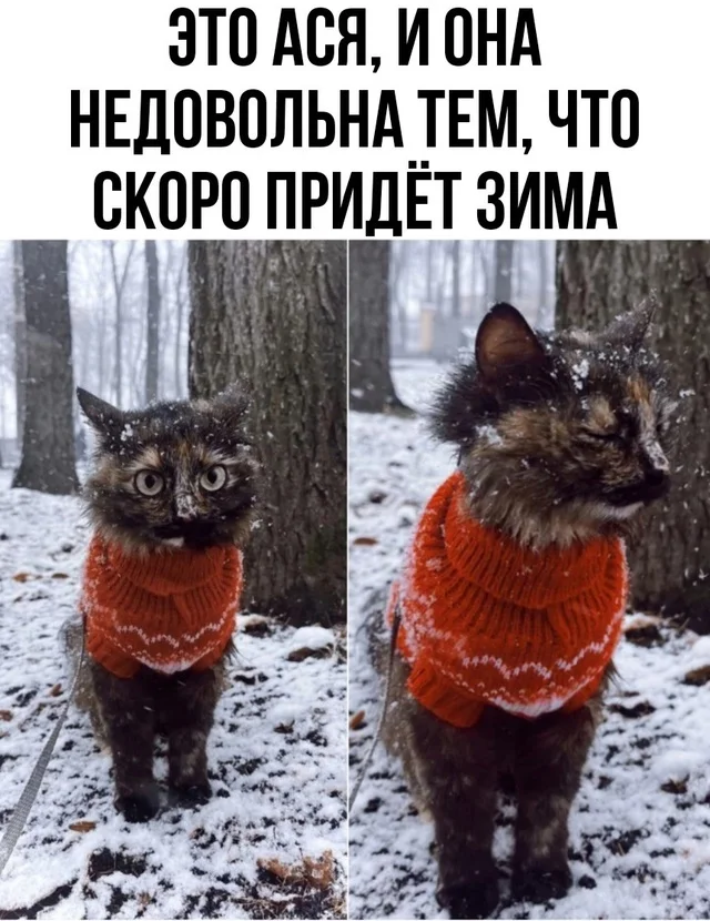 Many people are unhappy, Asya, many people... - Winter, Cold, cat, Images, Kus, Fluffy, Tricolor cat, Picture with text