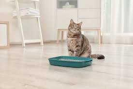 How to train a cat to use a litter box? Step-by-step instructions - Veterinary, Pets, Treatment, Health