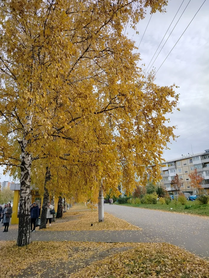 Смотри! Какая красота! - Моё, Осень, Мобильная фотография