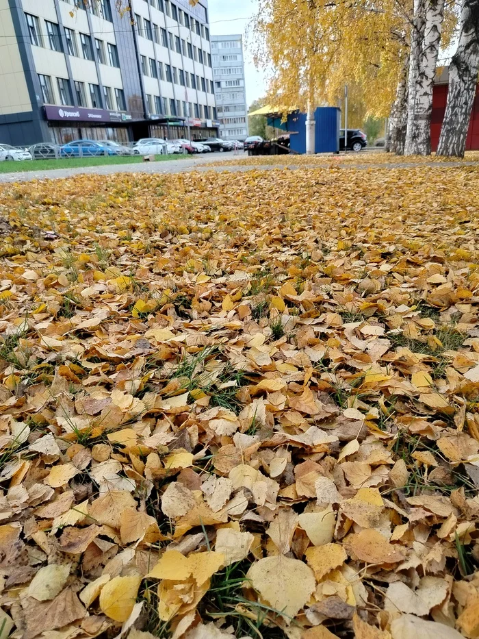 November - My, Leaf fall, Mobile photography