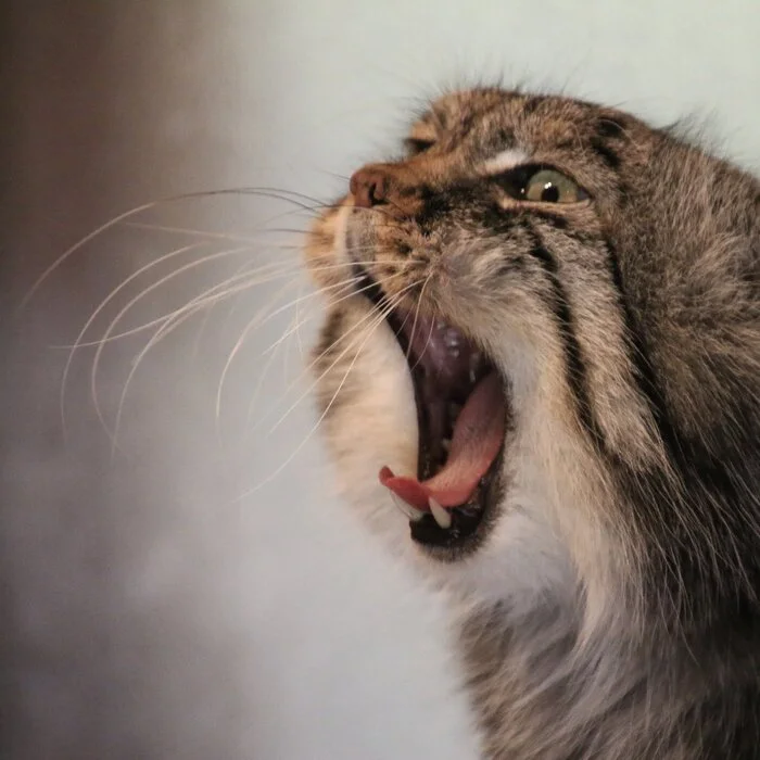 PAAAAAAADYYYYYYYYYYYYYYYYYYYYYYYYYYYYYY!!!!! - Wild animals, Zoo, Predatory animals, Cat family, Pallas' cat, Small cats, Yawn