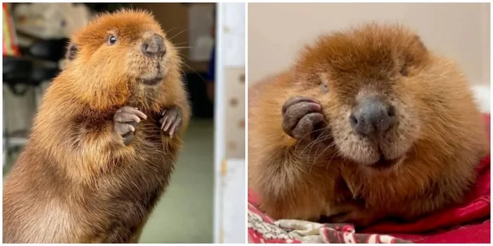 US court refuses to send beaver Nibi, who is used to living with people, back to the wild - Beavers, Animal protection, Animal Rescue, Court, USA, Video, Longpost