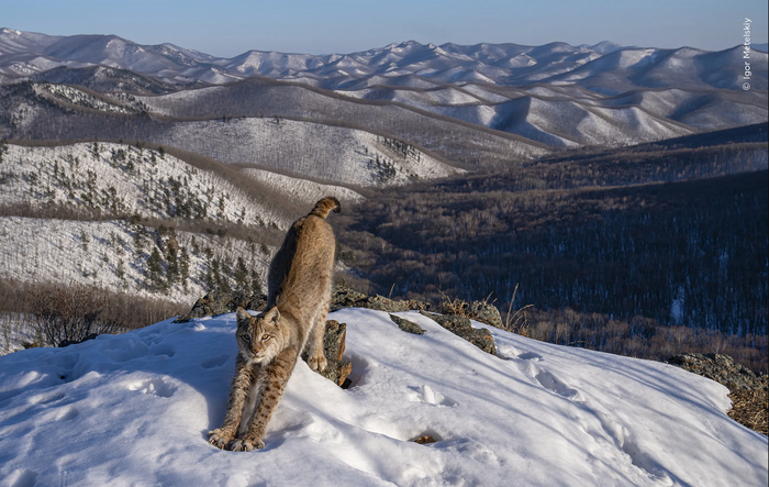 Победитель в номинации «Животные в естественной среде»