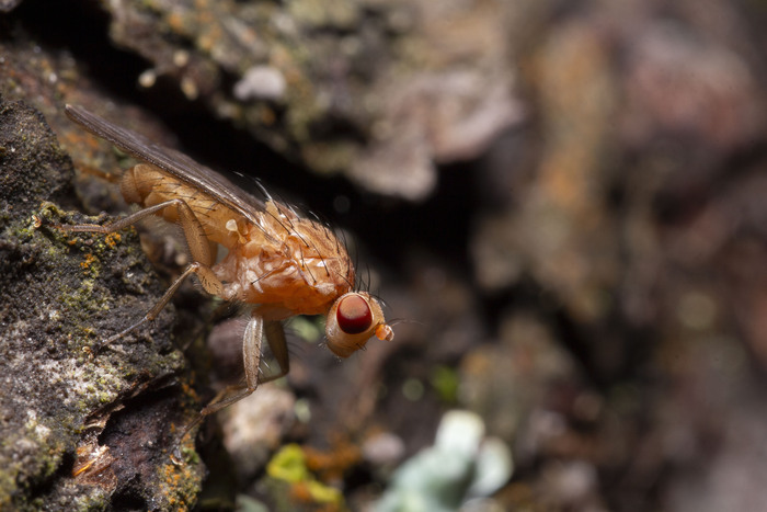 Что это за хтонь?