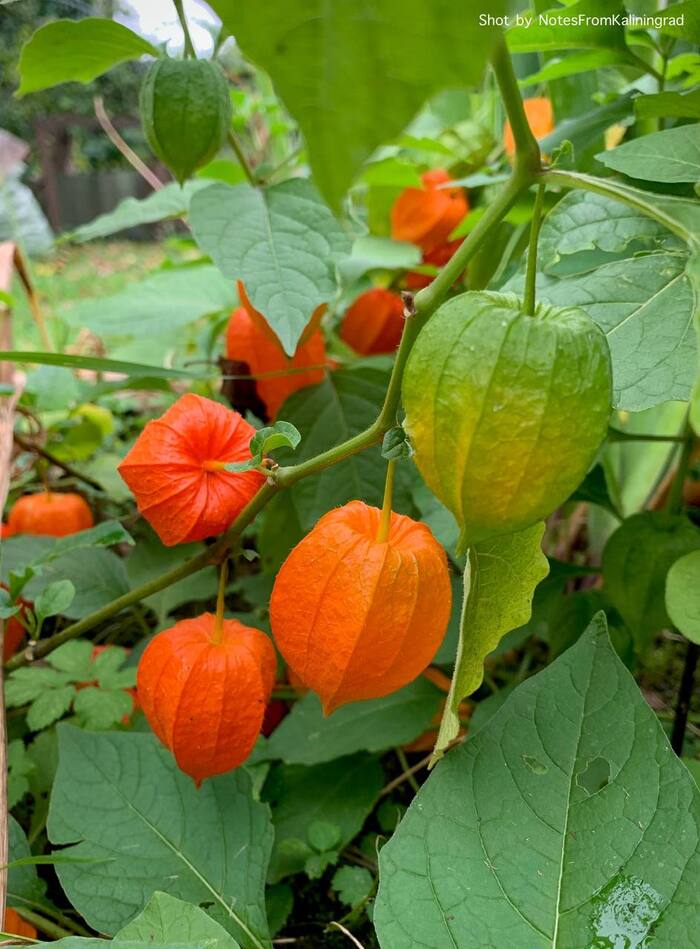 Physalis - My, Physalis, Plants, Street photography, The photo, Kaliningrad region, Kaliningrad