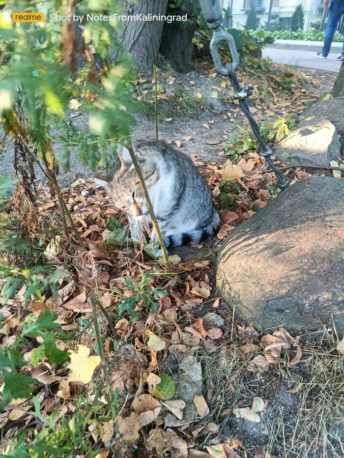 City beauties - My, cat, Kaliningrad, City walk, Fluffy, Pet the cat, Kaliningrad region, Street photography, The photo