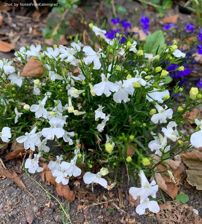 Lobelia - My, Flowers, Bloom, Street photography, The photo, Kaliningrad region, Kaliningrad, Longpost