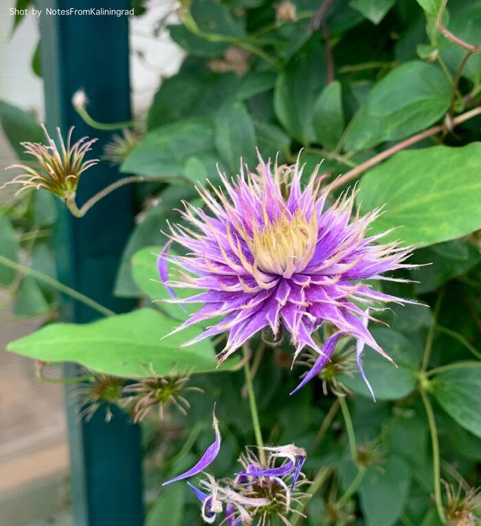 Clematis - My, Clematis, Flowers, Bloom, Street photography, The photo, Kaliningrad region, Kaliningrad