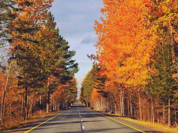 Sunny autumn - My, The photo, Landscape, Travels, Leningrad region, Autumn, Road, Nature, The nature of Russia