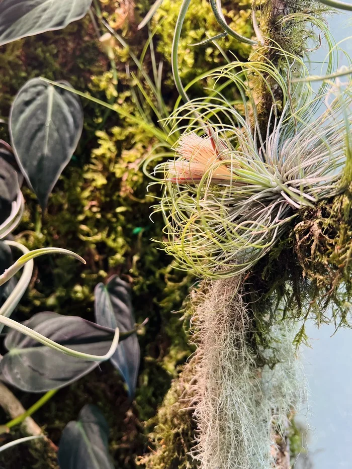 Tillandsia has bloomed! - My, Houseplants, Exotic plants, Plants, Greenhouse, Flowers, Bloom, Longpost