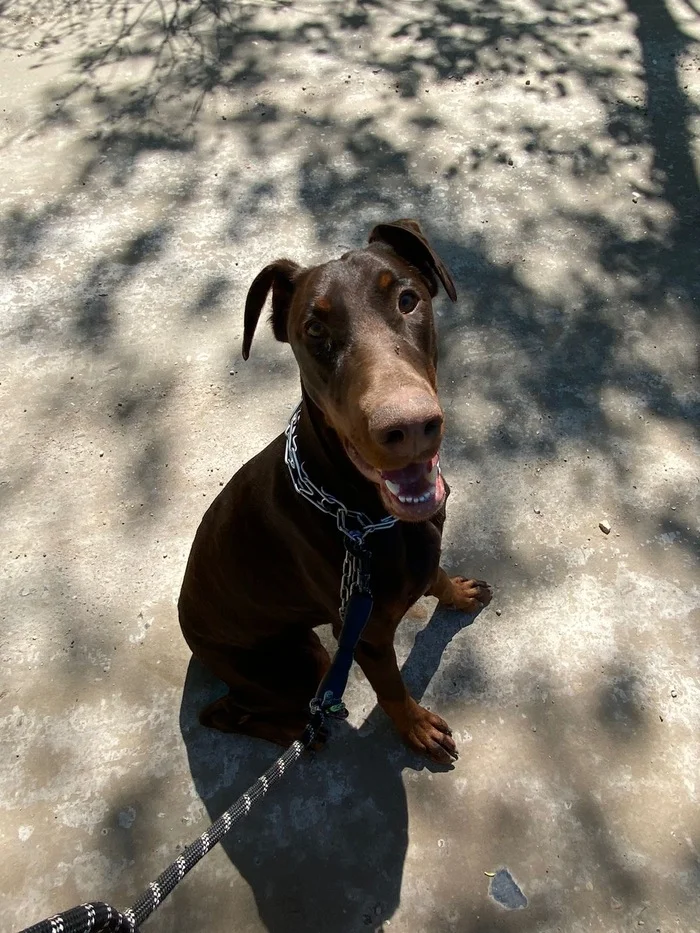 FREE Doberman in good hands - My, Doberman, Is free, Family, Longpost, Dog