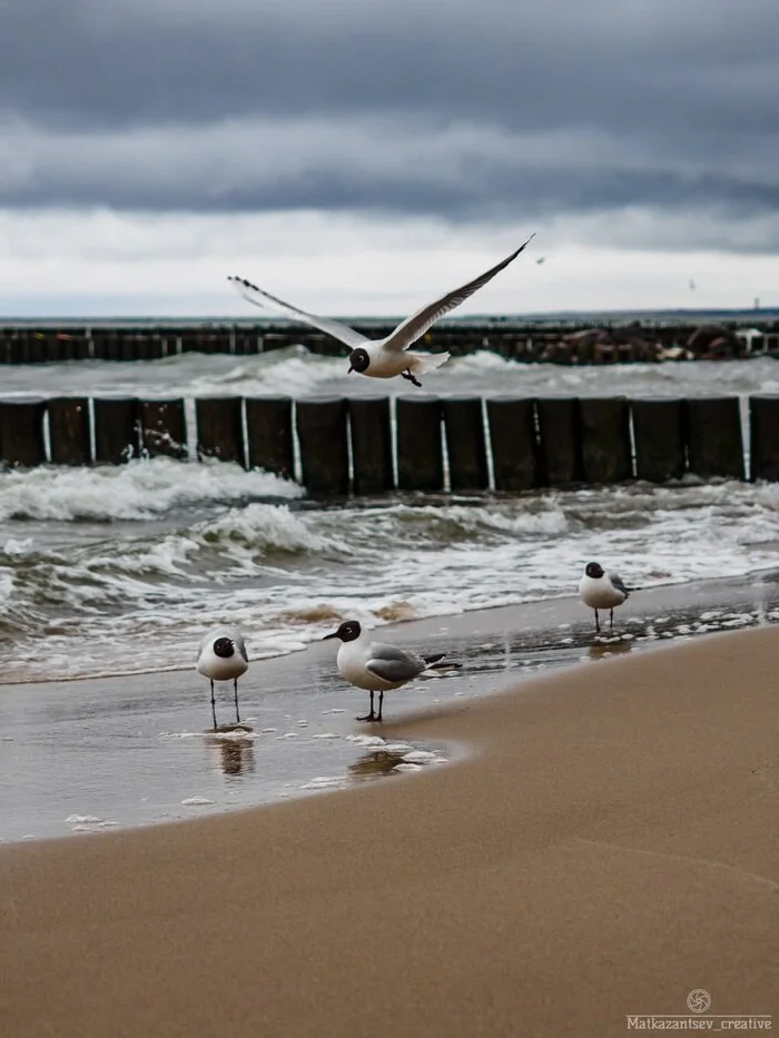 Promenade in Zelenogradsk with a view of the Baltic Sea - My, Kaliningrad region, City walk, sights, Architecture, Street photography, Longpost