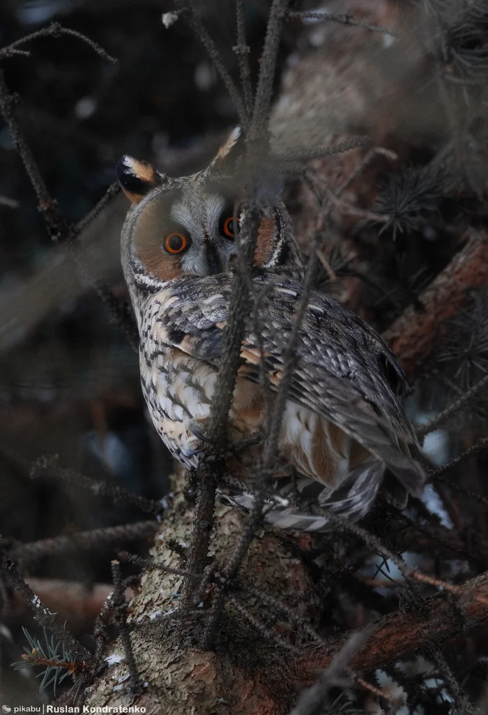 Long-eared owls in YUPP SPb - My, Owl, Birds, Canon, Bird watching, The photo, Longpost