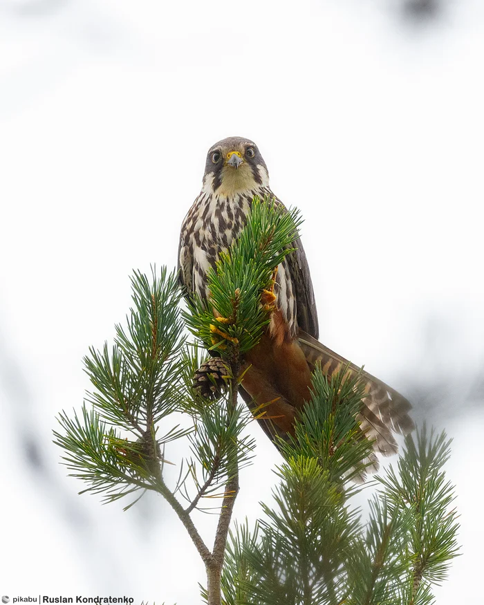 Hobby - My, Birds, Bird watching, Falcon, Cheglok, Longpost