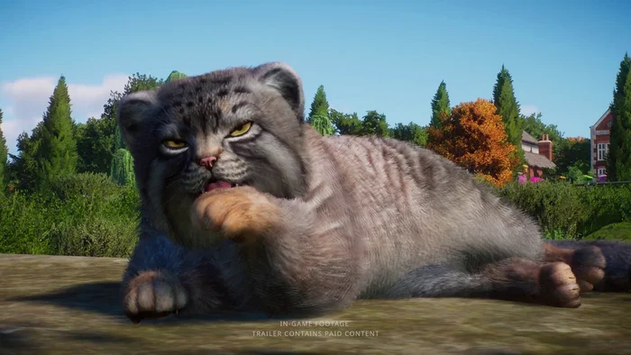 Pallas' cats in the zoo simulator Planet Zoo! - Wild animals, Zoo, Predatory animals, Cat family, Pallas' cat, Small cats, Games, Simulator, Computer games, Video, Longpost