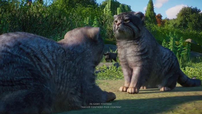 Pallas' cats in the zoo simulator Planet Zoo! - Wild animals, Zoo, Predatory animals, Cat family, Pallas' cat, Small cats, Games, Simulator, Computer games, Video, Longpost