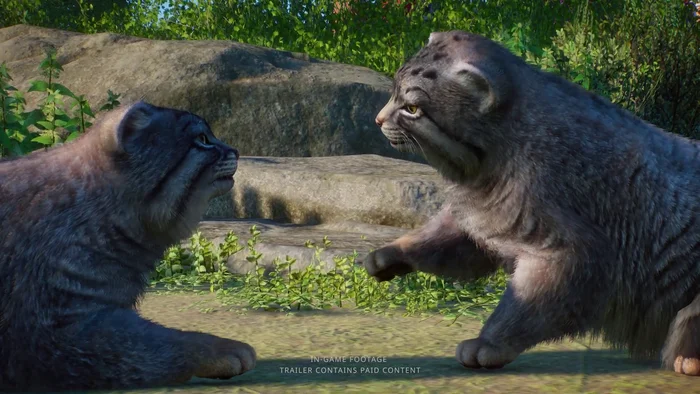Pallas' cats in the zoo simulator Planet Zoo! - Wild animals, Zoo, Predatory animals, Cat family, Pallas' cat, Small cats, Games, Simulator, Computer games, Video, Longpost