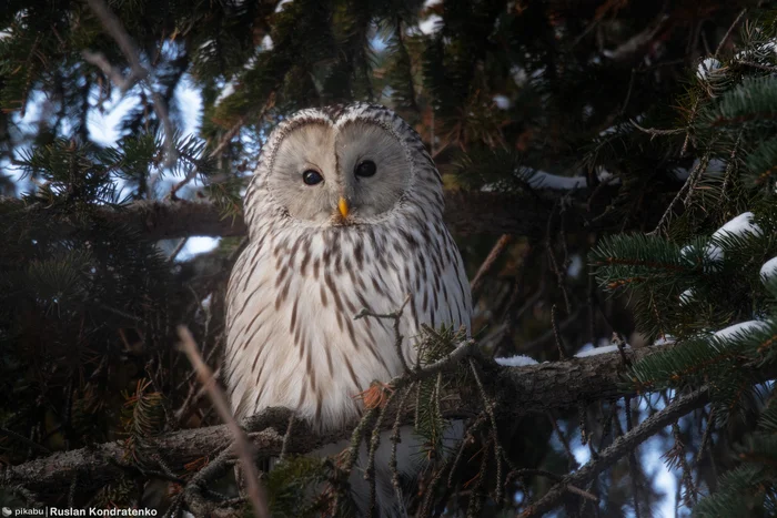 Ural Owl in Kirov Central Park of Culture and Leisure (St. Petersburg) - My, Owl, Birds, Bird watching, Photo hunting, The nature of Russia, The photo, Longpost