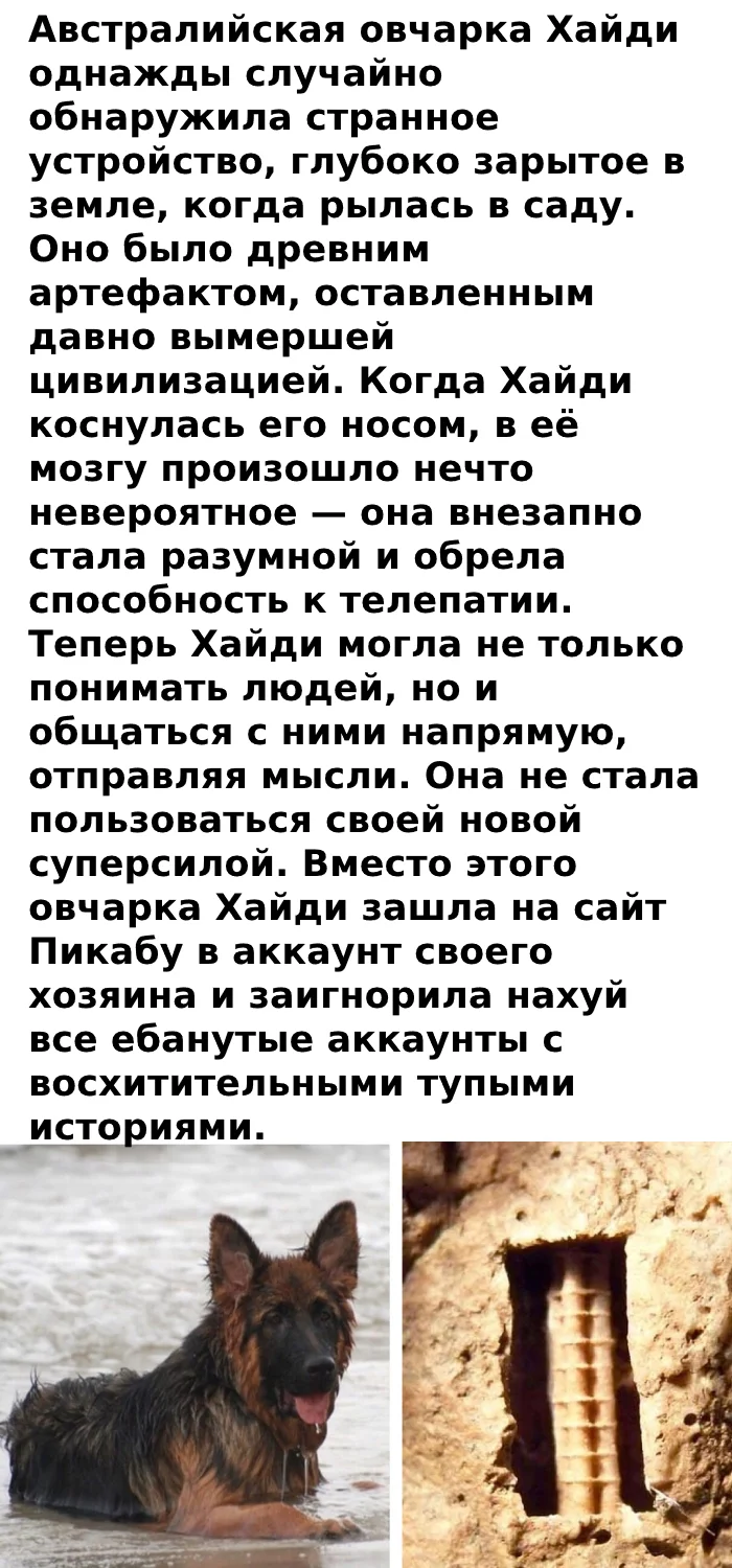 Ответ на пост «Удивительная преданность собак» - Картинка с текстом, Фотография, Животные, Собака, Домашние животные, Преданность, Ответ на пост, Длиннопост