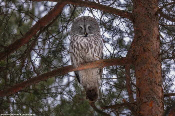 Great Grey Owl - My, Owl, Birds, The photo, Canon, Bird watching, The nature of Russia, Photo hunting, Longpost