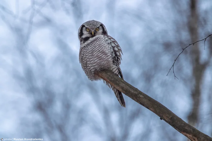 Hawk Owl - My, The photo, Canon, Owl, Birds, Bird watching, Photo hunting, The nature of Russia, Longpost