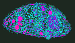 Toxoplasma: The Most Successful Manipulator - My, Research, Nauchpop, The science, Scientists, Toxoplasmosis, Toxoplasma, cat, Biology, Parasites, Dopamine, Video, Youtube, Longpost