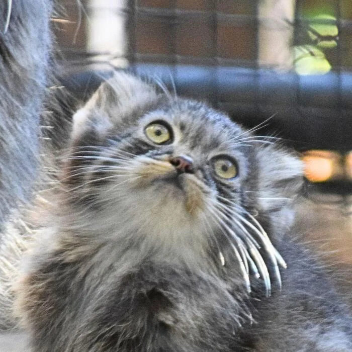 Kazyavochka will soon have a name! - Pallas' cat, Small cats, Cat family, Predatory animals, Wild animals, Young, Zoo, The photo, Facebook (link), Longpost