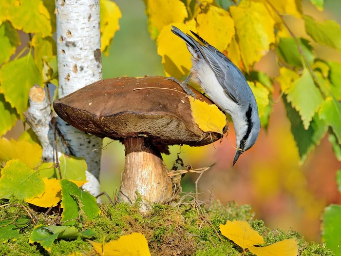 Curious - Nuthatch, Passeriformes, Birds, The photo, Mushrooms, Wild animals, wildlife