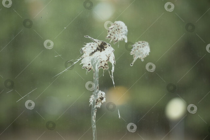 Соловьиный помет