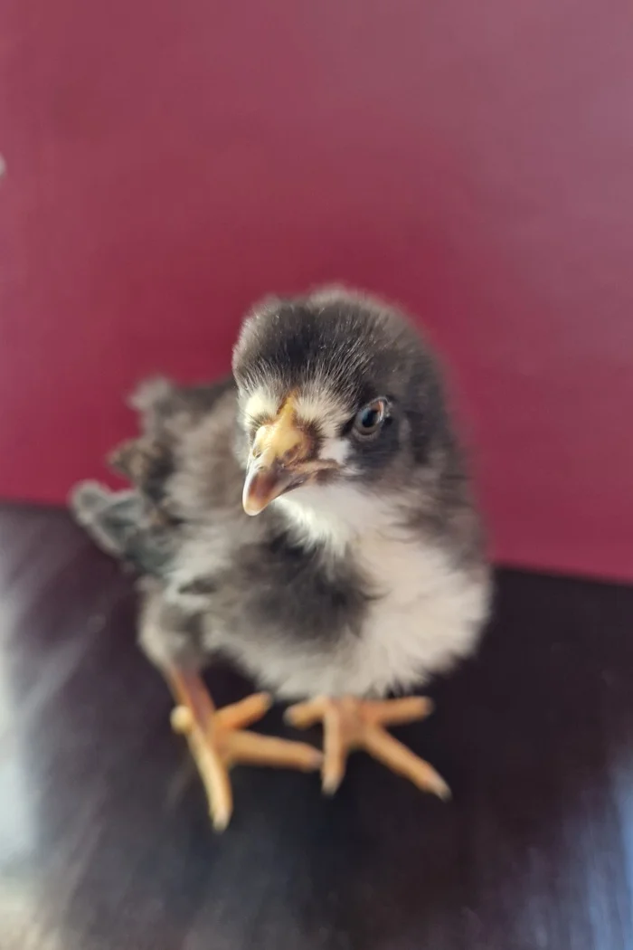 The naked necks are 10 days old. The curl on the wings is breaking through - My, Birds, Сельское хозяйство, Breeding, Hen, Longpost