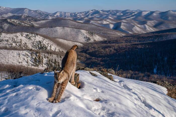 Lynx stretches and wins - Lynx, Primorsky Krai, Competition, Victory, Russia, European lynx, Cat family