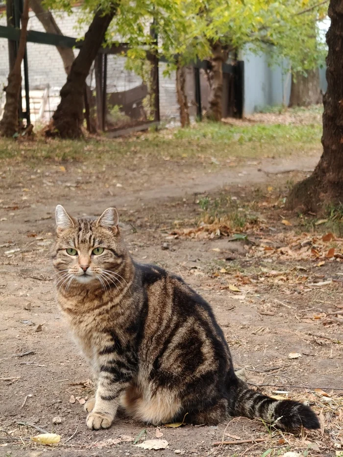 Moscow! An incredibly beautiful cat lives in the yard - My, In good hands, No rating, Homeless animals, Cat lovers, Helping animals, cat, Longpost