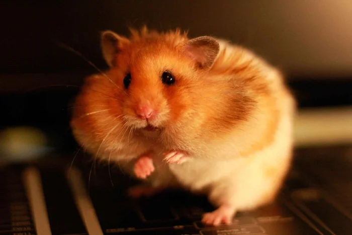 Aristocratic Hamster - 5 Signs That Your Pet Is of Royal Blood - Pets, Veterinary, Health, Treatment, The medicine