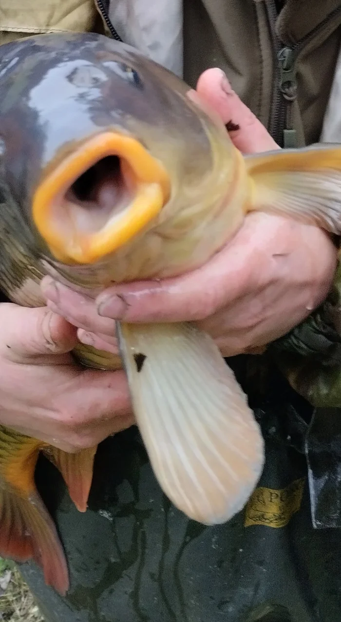 Dedicated to carp lovers :) - My, Carp, Mouth, Lips, Sex, Fishing, The photo