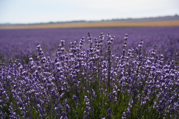 Фото Теххи Шекк, Крым, Тургеневка.