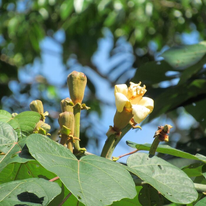Цветы бальсового дерева. Фото Oliver Komar с сайта <!--noindex--><a href="https://pikabu.ru/story/balsa_11895678?u=http%3A%2F%2Fosa-arboretum.org&t=osa-arboretum.org&h=db860136e8736e9cec44263aba989c40a977166a" title="http://osa-arboretum.org" target="_blank" rel="nofollow noopener">osa-arboretum.org</a><!--/noindex-->.