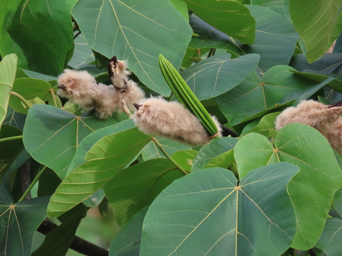 Плоды бальсового дерева. Фото Oliver Komar с сайта <!--noindex--><a href="https://pikabu.ru/story/balsa_11895678?u=http%3A%2F%2Fosa-arboretum.org&t=osa-arboretum.org&h=db860136e8736e9cec44263aba989c40a977166a" title="http://osa-arboretum.org" target="_blank" rel="nofollow noopener">osa-arboretum.org</a><!--/noindex-->.