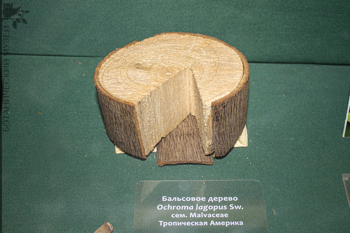 Поперечный спил бальсового дерева из коллекции Ботанического Музея БИН РАН. Образец хранится под старым названием - Ochroma lagopus. В настоящее время систематики предпочитают использовать название – Ochroma pyramidale.