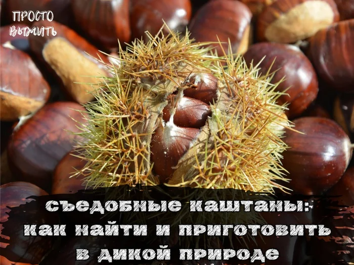 Edible Chestnuts: How to Identify and Cook Them in the Wild - My, Survival, Nutrition, Properties, Useful, Education, Hike, Forest, Chestnut, Article, Recommendations, Cooking, Esculent, Advice, Nature, Instructions