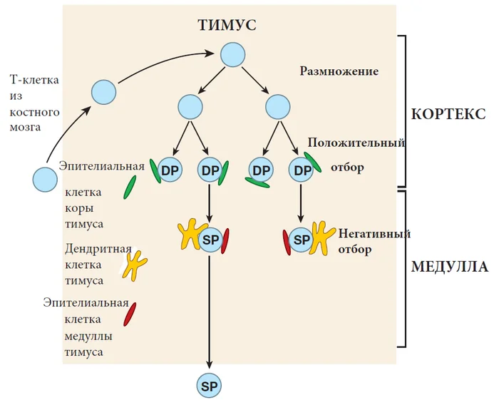 How the Immune System Works, Lecture 8, Part 8 (Part 81) - Biology, The science, The medicine, Immunity, Translation