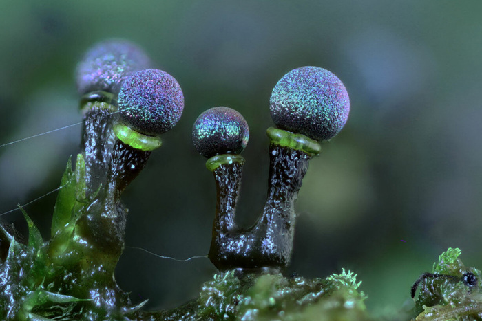 Что ты такое? ТОП-5 самых парадоксальных форм жизни планеты Земля. Выпуск 1 Животные, Дикая природа, Редкий вид, Длиннопост Что ты такое? ТОП-5 самых парадоксальных форм жизни планеты Земля. Выпуск 1 Животные, Дикая природа, Редкий вид, Длиннопост