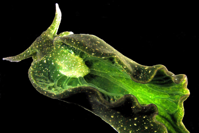 Что ты такое? ТОП-5 самых парадоксальных форм жизни планеты Земля. Выпуск 1 Животные, Дикая природа, Редкий вид, Длиннопост Что ты такое? ТОП-5 самых парадоксальных форм жизни планеты Земля. Выпуск 1 Животные, Дикая природа, Редкий вид, Длиннопост